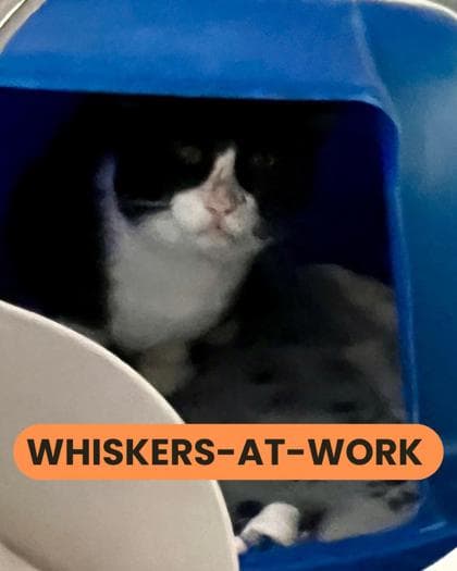 Juno - Domestic Shorthair/Mix cat available for adoption at Humane Society London & Middlesex in London