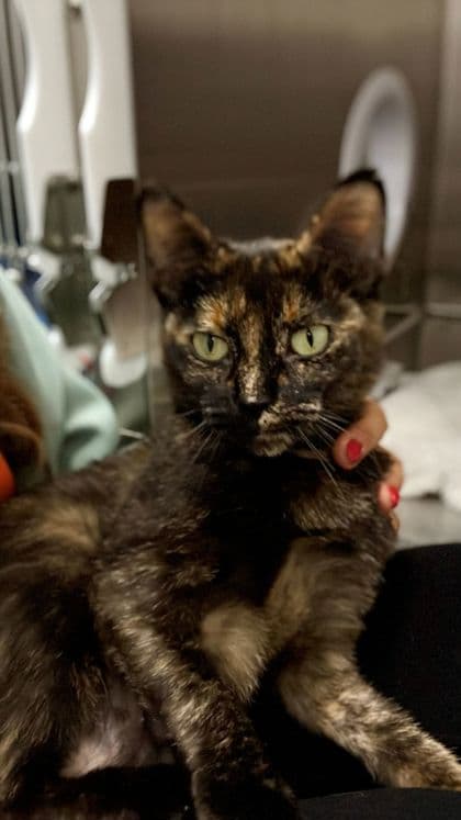 Echo - Domestic Shorthair/Mix available for adoption