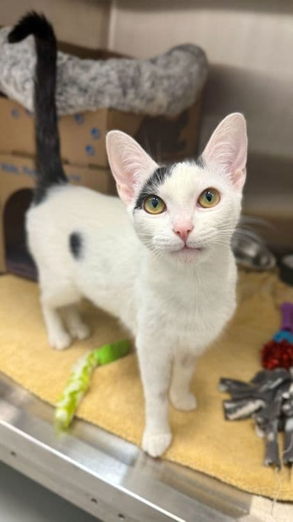Lucky - Domestic Shorthair/Mix available for adoption