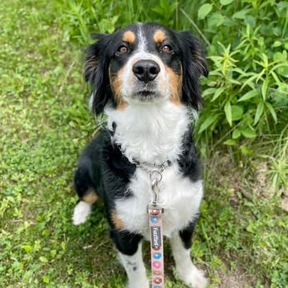 Fauna - Border Collie/Mix available for adoption at Kingston Humane Society in Kingston