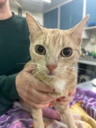 Gingivina - Domestic Shorthair/Mix cat available for adoption at Kingston Humane Society in Kingston