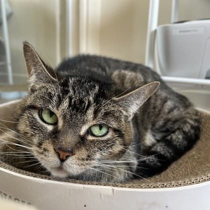 Cuddles - Domestic Shorthair/Mix cat available for adoption in Calgary