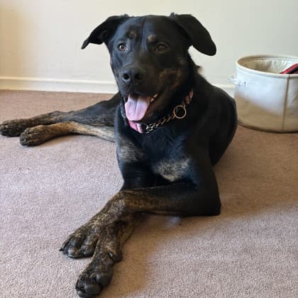 Java - Shepherd/Mix available for adoption at Kingston Humane Society in Kingston