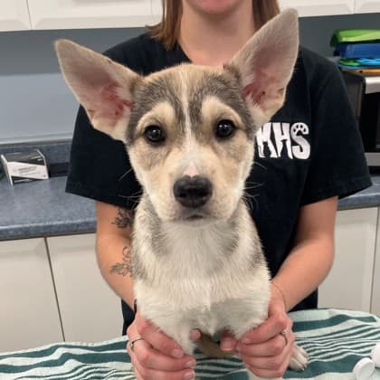 Tora - Alaskan Husky/Retriever, Labrador available for adoption at Kingston Humane Society in Kingston