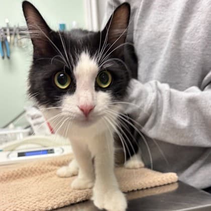 Sanza - Domestic Medium Hair/Mix cat available for adoption in Calgary