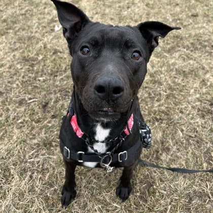 Willa - Boxer/Mix available for adoption at Kingston Humane Society in Kingston