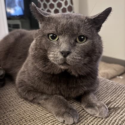 Caspian - Domestic Shorthair/Mix cat available for adoption in Calgary