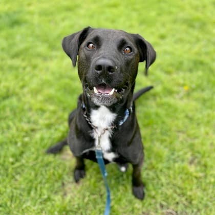 Zeus - Retriever, Labrador/Mix available for adoption at Kingston Humane Society in Kingston