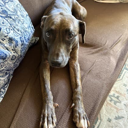 Athena - Boxer/Mix available for adoption in Calgary