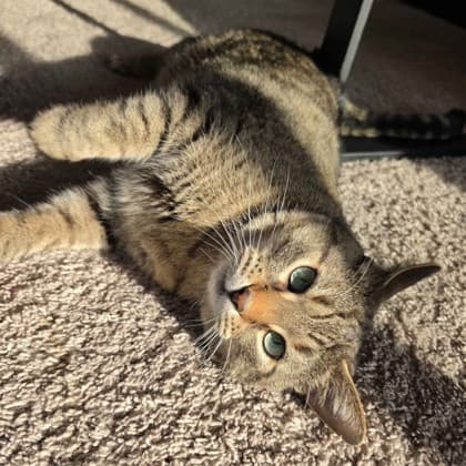 Guzzy - Domestic Shorthair/Mix cat available for adoption at Kingston Humane Society in Kingston