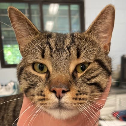 Cookie Monster - Domestic Shorthair/Mix cat available for adoption at Kingston Humane Society in Kingston