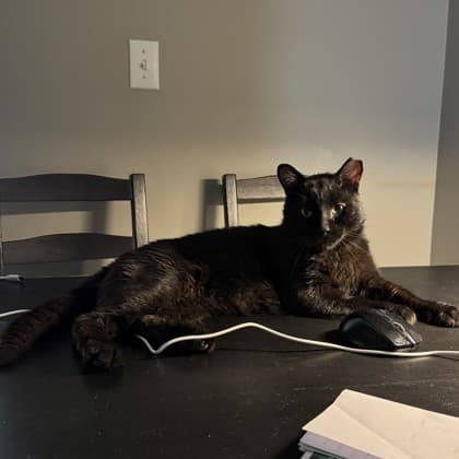 Clutch - Domestic Shorthair/Mix cat available for adoption in Calgary