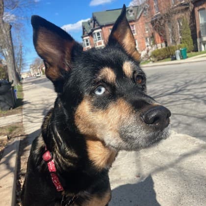 Meryl - Australian Shepherd/Mix available for adoption at Kingston Humane Society in Kingston