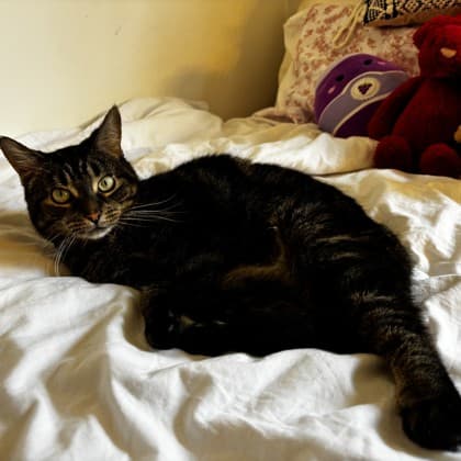 Daisy - Domestic Shorthair/Mix cat available for adoption in Calgary