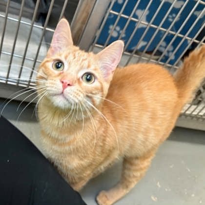 Dalton - Domestic Shorthair/Mix cat available for adoption at Kingston Humane Society in Kingston