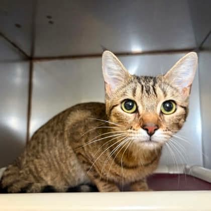 Stella - Domestic Shorthair/Mix cat available for adoption at Kingston Humane Society in Kingston