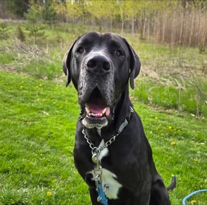 Nacho - Great Dane/Mix available for adoption at Kingston Humane Society in Kingston