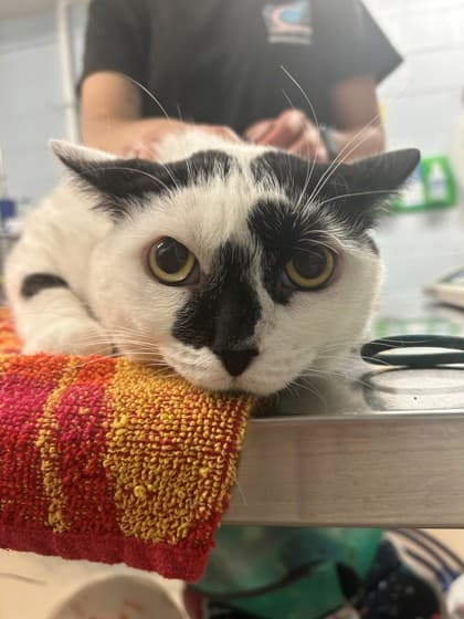 Dusty - Domestic Shorthair/Mix cat available for adoption in Calgary
