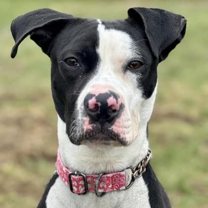 Gilmore - Boxer/Mix available for adoption at Kingston Humane Society in Kingston