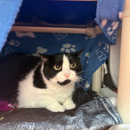 Maud - Domestic Shorthair/Mix cat available for adoption at Kingston Humane Society in Kingston