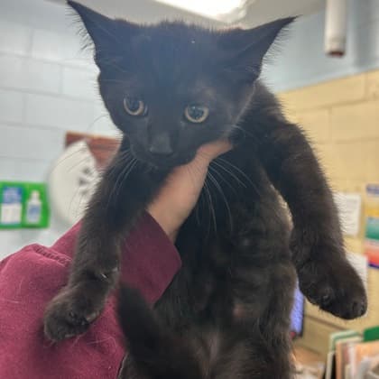 Mulan - Domestic Shorthair/Mix cat available for adoption at Kingston Humane Society in Kingston