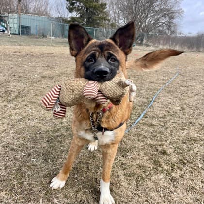 Monty - Akita/Mix available for adoption at Kingston Humane Society in Kingston