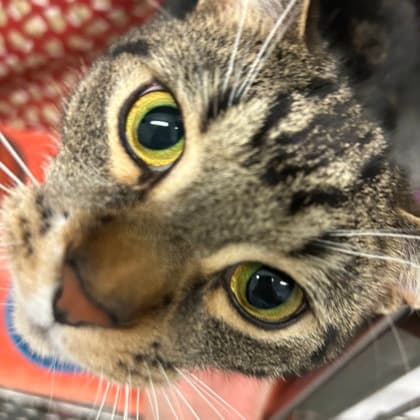 Walnut - Domestic Shorthair/Mix cat available for adoption in Calgary