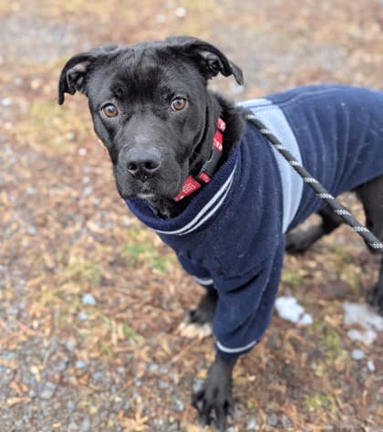 Blueberry Muffin - Retriever, Labrador/Mix available for adoption at Kingston Humane Society in Kingston