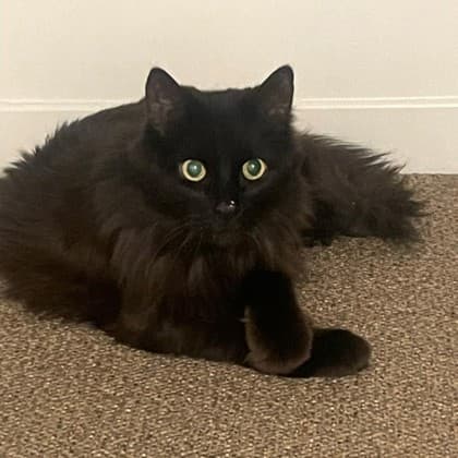 Constantin - Domestic Medium Hair/Mix cat available for adoption in Calgary