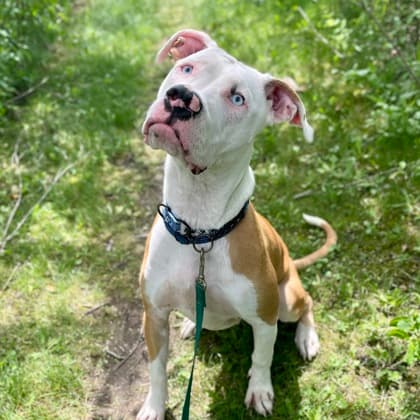 Elsa - Mixed Breed, Medium (up to 44 lbs fully grown)/Mix available for adoption at Kingston Humane Society in Kingston