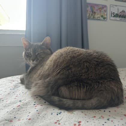 Tia - Domestic Shorthair/Mix cat available for adoption in Calgary