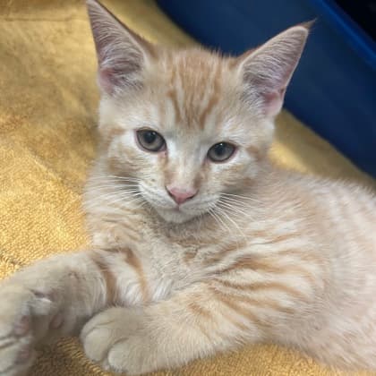 Hei Hei - Domestic Shorthair/Mix cat available for adoption at Kingston Humane Society in Kingston