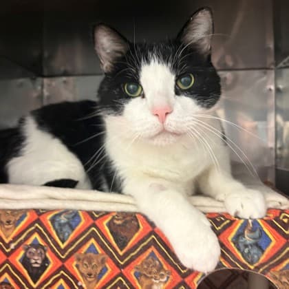 Ben - Domestic Shorthair/Mix cat available for adoption in Calgary