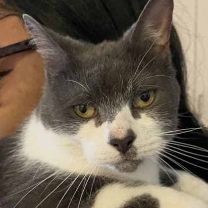 Carolina Reaper - Domestic Shorthair/Mix cat available for adoption in Calgary