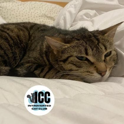 Betty - Domestic Shorthair/Mix cat available for adoption in Calgary