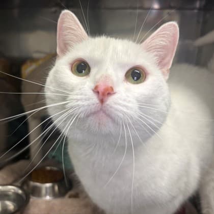 Alba AKA Star - Domestic Shorthair/Mix cat available for adoption in Calgary