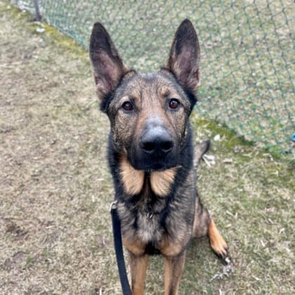 Maddox - German Shepherd/Mix available for adoption at Kingston Humane Society in Kingston