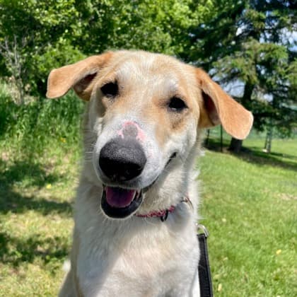 Zara - Retriever, Labrador/Mix available for adoption at Kingston Humane Society in Kingston