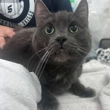 Freida - Domestic Shorthair/Mix cat available for adoption in Calgary