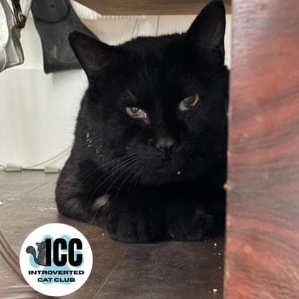 Chester - Domestic Shorthair/Mix cat available for adoption in Calgary