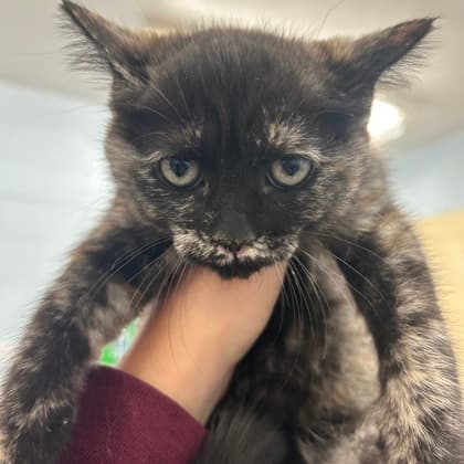 Merida - Domestic Shorthair/Mix cat available for adoption at Kingston Humane Society in Kingston