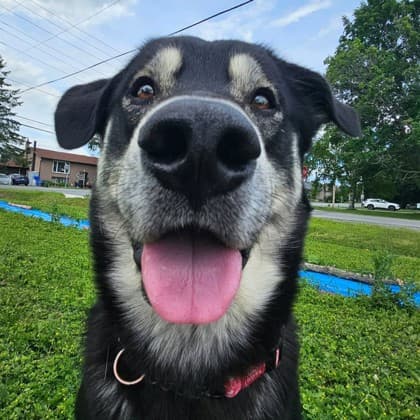 Togo - Alaskan Husky/Mix available for adoption at Kingston Humane Society in Kingston