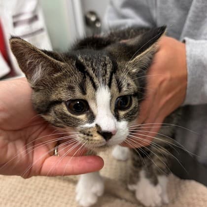 EO - Domestic Shorthair/Mix cat available for adoption in Calgary