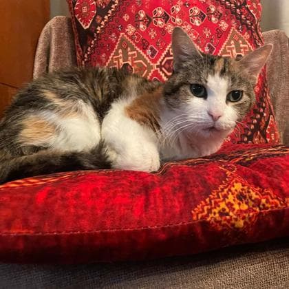 Carla - Domestic Shorthair/Mix cat available for adoption in Calgary