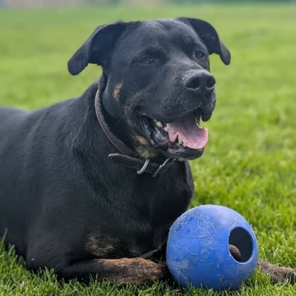 Max - Mixed Breed, Large (over 44 lbs fully grown)/Mix available for adoption at Kingston Humane Society in Kingston