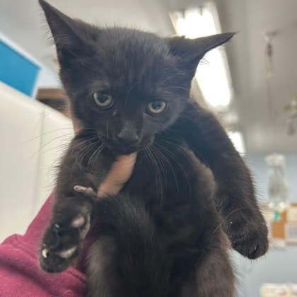 Moana - Domestic Shorthair/Mix cat available for adoption at Kingston Humane Society in Kingston
