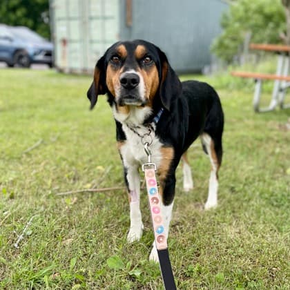 Luna - Hound/Mix available for adoption at Kingston Humane Society in Kingston