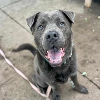Gus - Chinese Shar-Pei/Retriever, Labrador available for adoption at Kingston Humane Society in Kingston