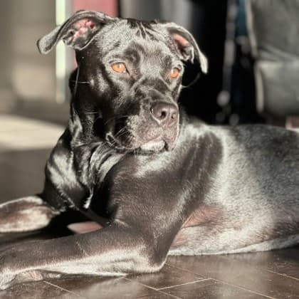 Blueberry Muffin - Retriever, Labrador/Mix available for adoption