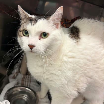 Thomas - Domestic Shorthair/Mix cat available for adoption in Calgary